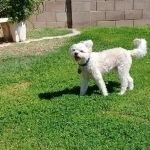 West Valley Animal Hospital