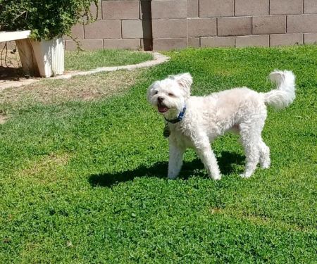 West Valley Animal Hospital