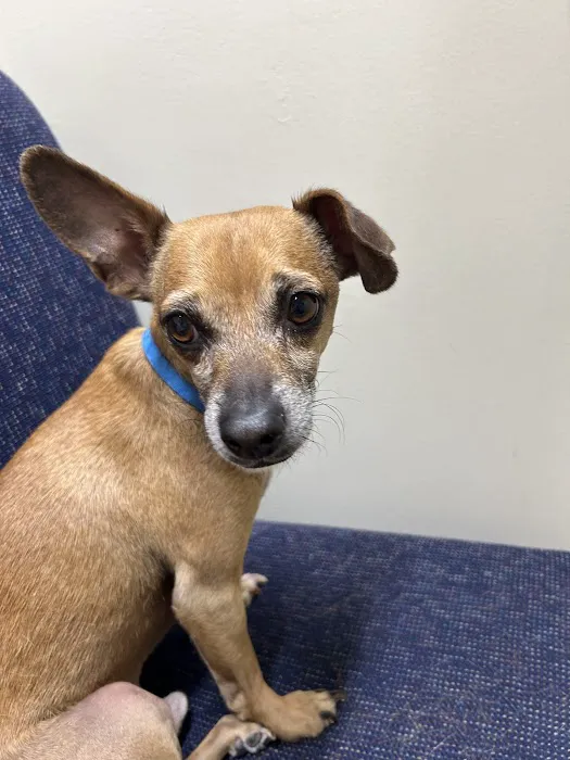 West Valley Animal Hospital Picture 2