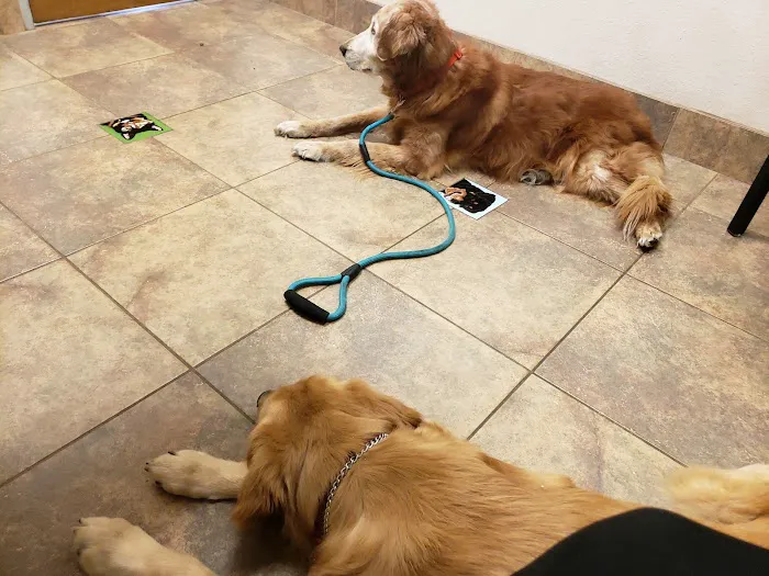 Lovet Pet Health Care - Fletcher Heights Picture 2