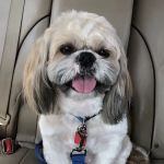 Lovet Pet Health Care - Fletcher Heights