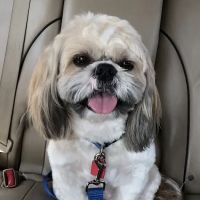 Lovet Pet Health Care - Fletcher Heights ico