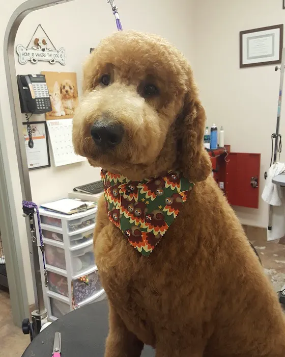 Lovet Pet Health Care - Fletcher Heights Picture 3