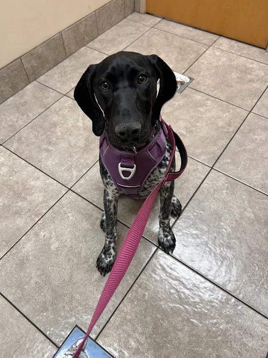 Lovet Pet Health Care - Fletcher Heights Picture 8