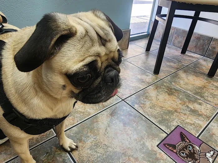Lovet Pet Health Care - Arrowhead Ranch Picture 1