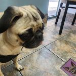 Lovet Pet Health Care - Arrowhead Ranch