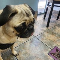Lovet Pet Health Care - Arrowhead Ranch ico