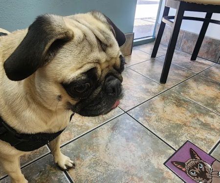 Lovet Pet Health Care - Arrowhead Ranch