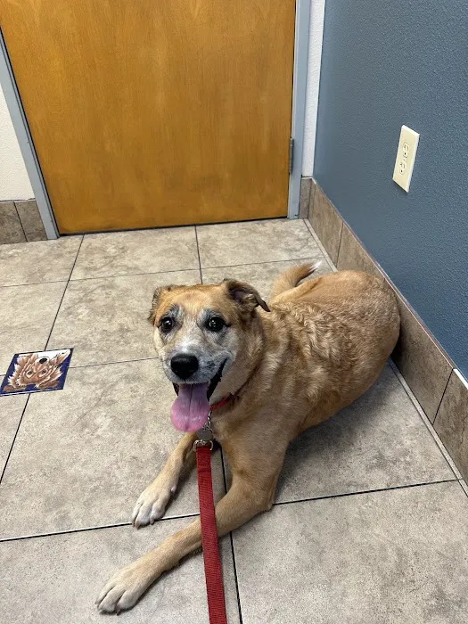 Lovet Pet Health Care - Arrowhead Ranch Picture 4