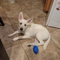 Banfield Pet Hospital ico