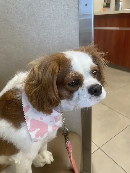 Banfield Pet Hospital Picture 3
