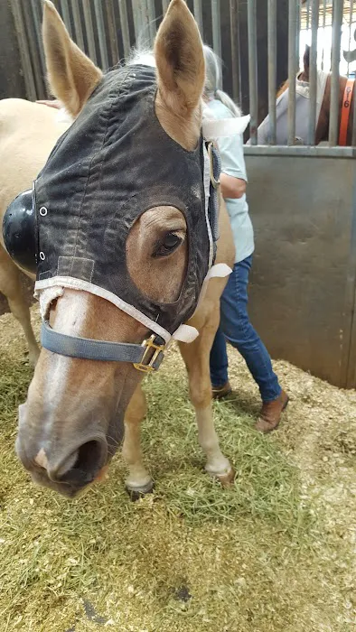 Durango Equine Veterinary Clinic Picture 8