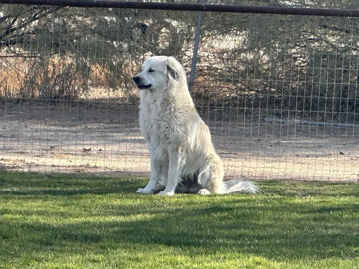 Durango Small Animal Veterinary Clinic Picture 2