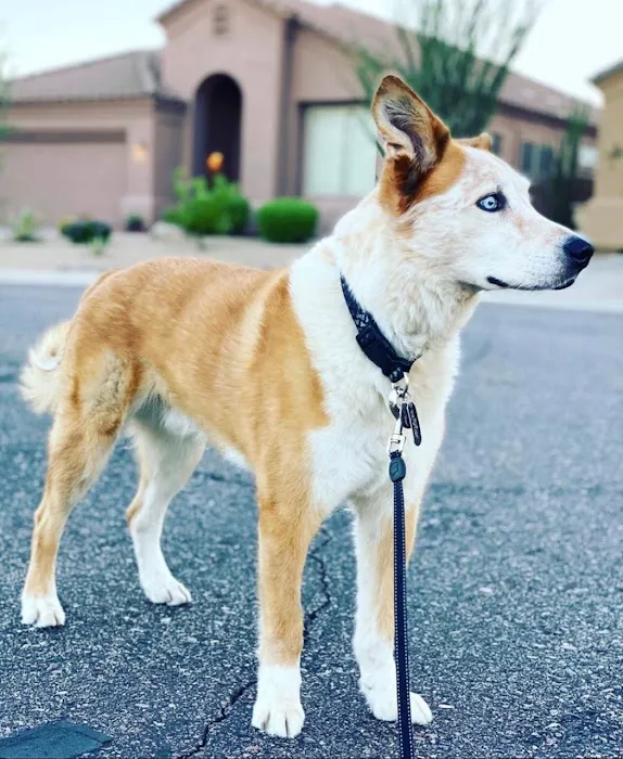 Pets At Peace Picture 4