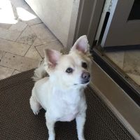Pets At Peace ico