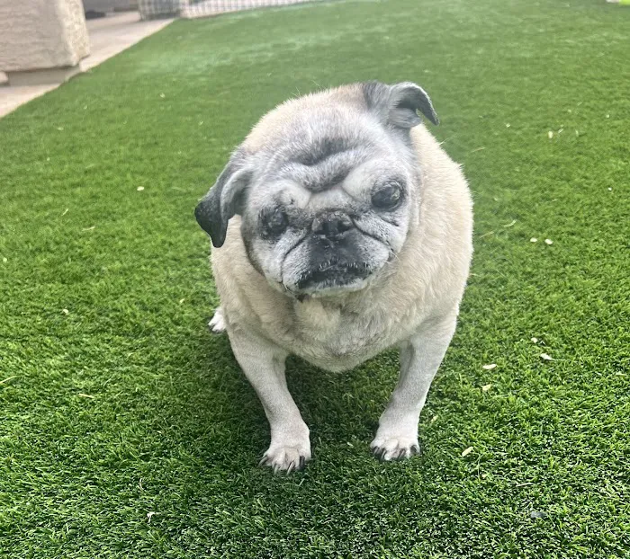 Pets At Peace Picture 6