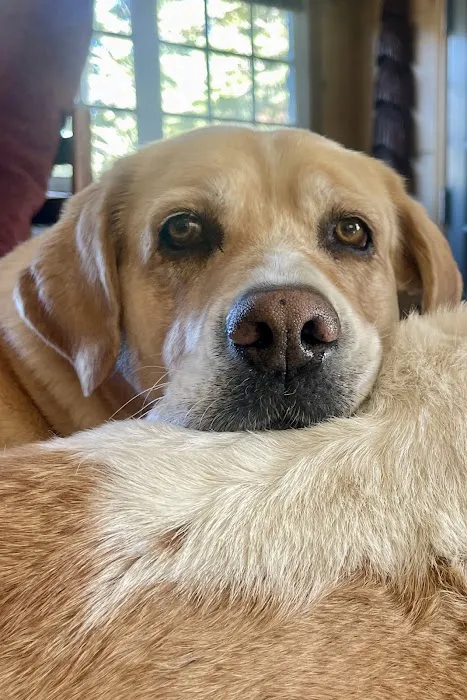Pets At Peace Picture 7