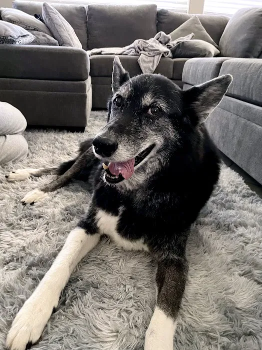 Pets At Peace Picture 5