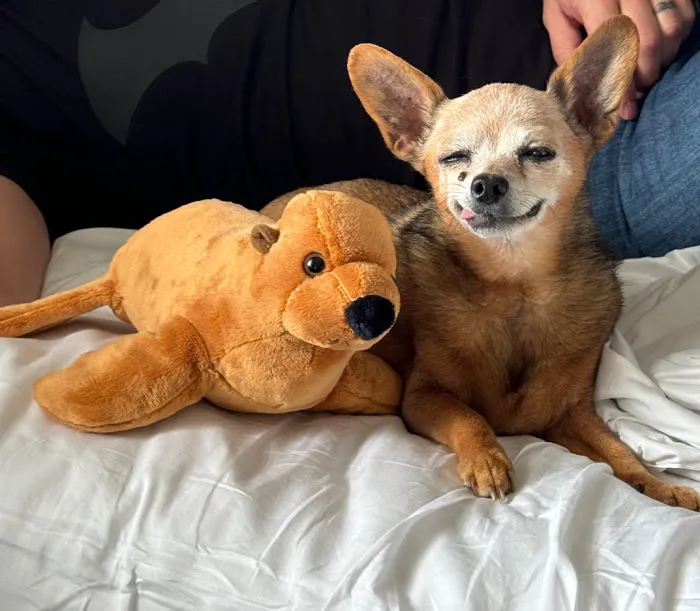 Pets At Peace Picture 10