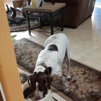 Desert Forest Animal Hospital ico