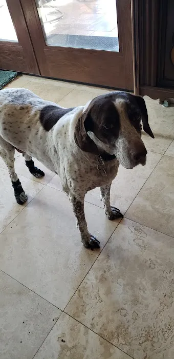 Desert Forest Animal Hospital Picture 2