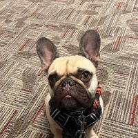 UrgentVet ico
