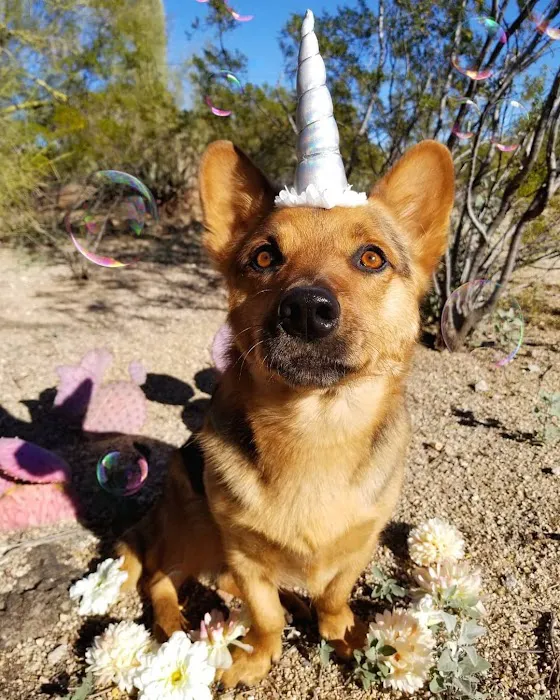 Animal Health Services of Cave Creek Picture 4