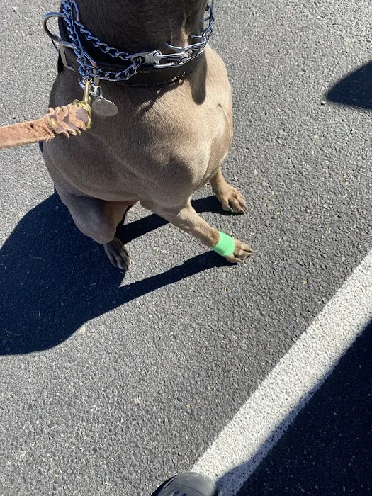 Animal Health Services of Cave Creek Picture 9