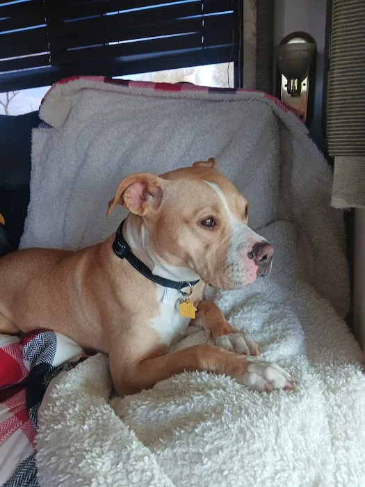 Animal Health Services of Cave Creek Picture 10