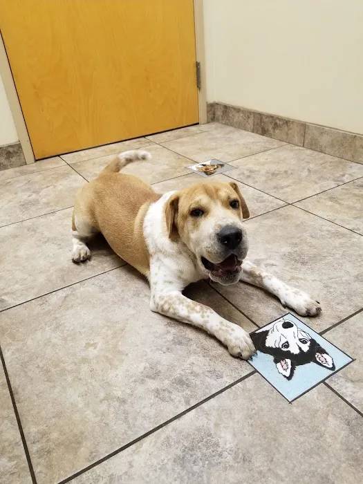 Lovet Pet Health Care - Dove Valley Picture 2