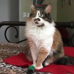 Lovet Pet Health Care - Dove Valley