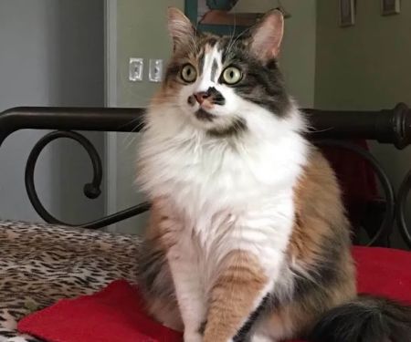 Lovet Pet Health Care - Dove Valley