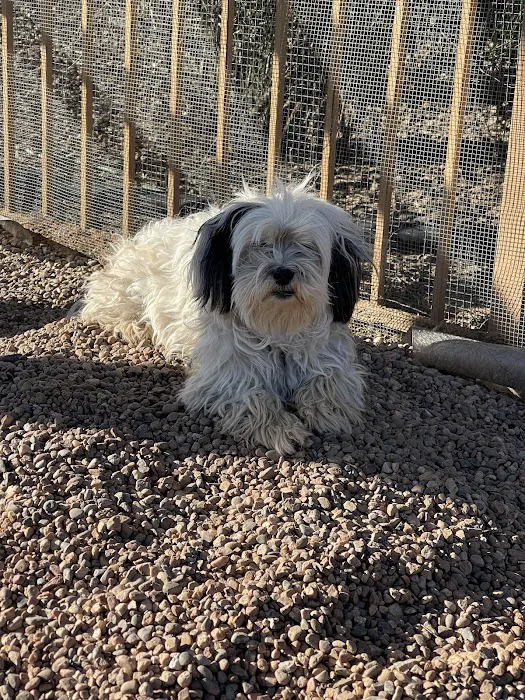 Lovet Pet Health Care - Dove Valley Picture 4