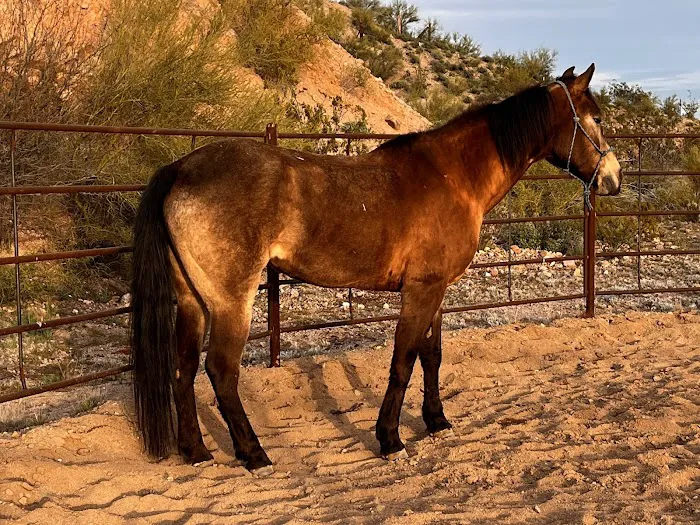 Chaparral Veterinary Medical Center Picture 1