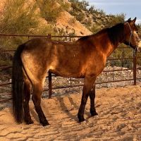 Chaparral Veterinary Medical Center ico