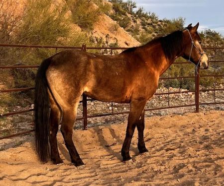 Chaparral Veterinary Medical Center