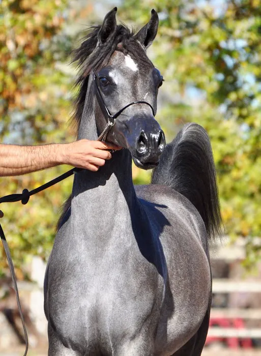 Chaparral Veterinary Medical Center Picture 3