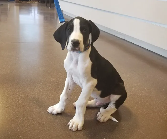 Chaparral Veterinary Medical Center Picture 4