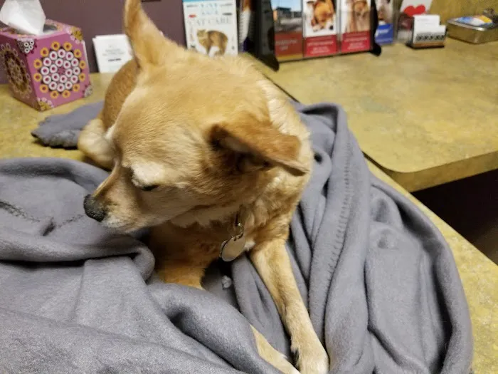 Chaparral Veterinary Medical Center Picture 9