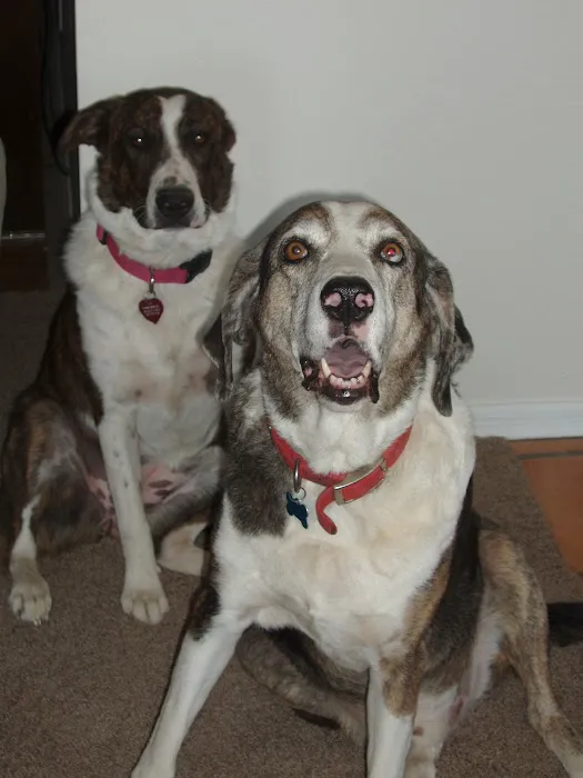 Dynamite Creek Animal Hospital Picture 2