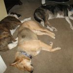 Dynamite Creek Animal Hospital