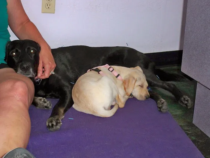 Animal Hospital At Tatum Ranch Picture 1