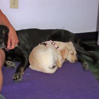 Animal Hospital At Tatum Ranch ico