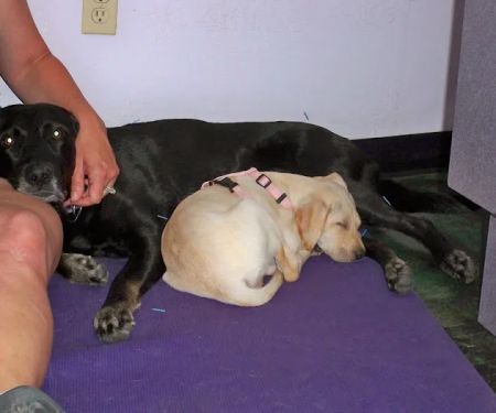 Animal Hospital At Tatum Ranch