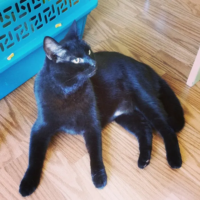 All Cats Hospital Picture 6