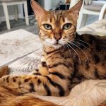 All Cats Hospital