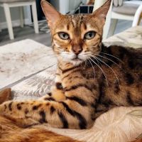 All Cats Hospital ico