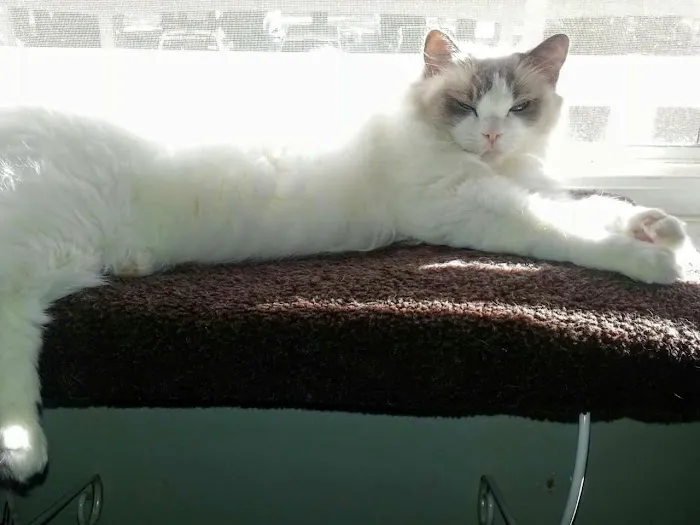 All Cats Hospital Picture 3