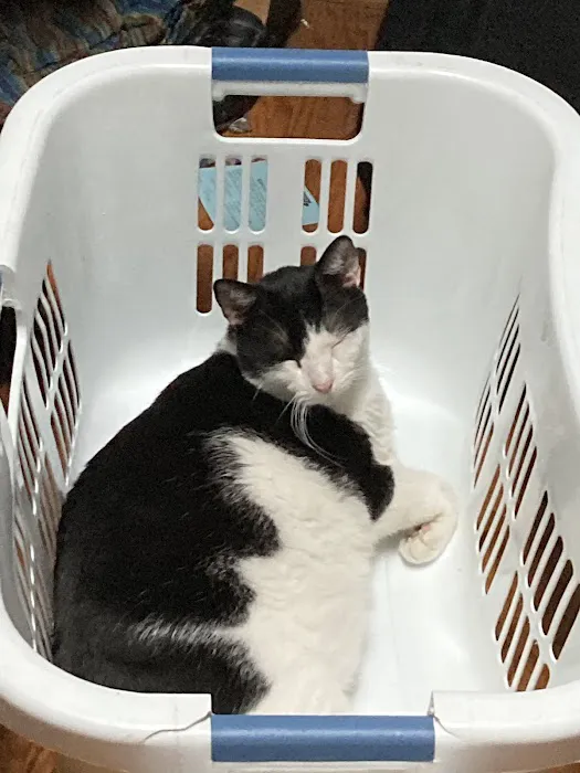 All Cats Hospital Picture 2