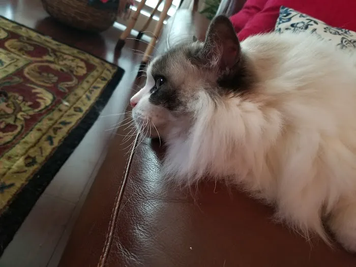 All Cats Hospital Picture 5